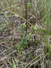 Polygala verticillata