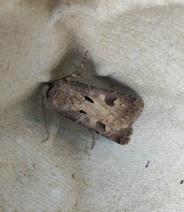 Agrotis exclamationis