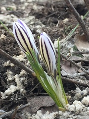 Crocus reticulatus