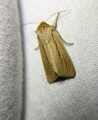 Mythimna oxygala