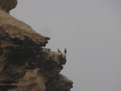 Phalacrocorax carbo lucidus