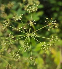 Cicuta maculata