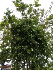 Loranthaceae