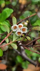 Vaccinium vitis-idaea