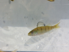 Perca flavescens