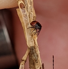 Bagrada hilaris