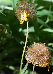 Arnica mollis