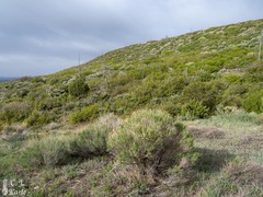 Gutierrezia sarothrae