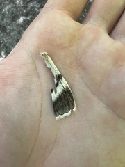Catocala relicta