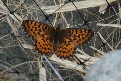 Boloria chariclea