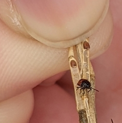 Bagrada hilaris