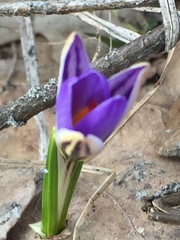 Crocus reticulatus