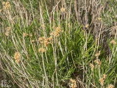 Gutierrezia sarothrae