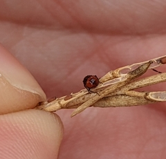 Bagrada hilaris