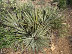Yucca baccata