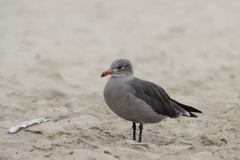 Larus heermanni