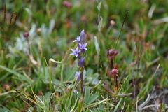 Gentianella amarella