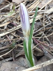 Crocus reticulatus