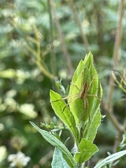 Pisaurina mira