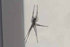 Tamopsis fickerti