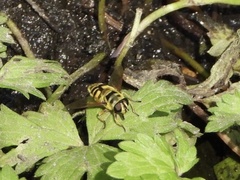Myathropa florea