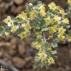 Purshia tridentata