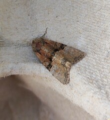 Mesoligia furuncula