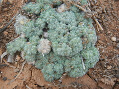 Lasiopogon