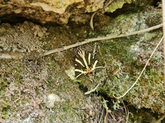 Euplagia quadripunctaria