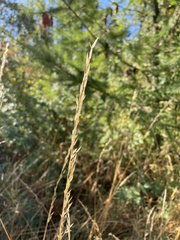 Poaceae
