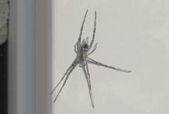 Tamopsis fickerti