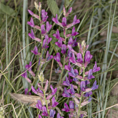 Oxytropis lambertii