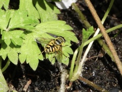 Myathropa florea