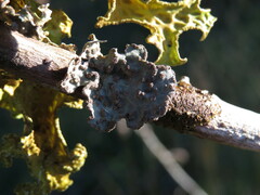 Lobarina scrobiculata