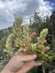 Castilleja septentrionalis