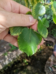 Morus rubra