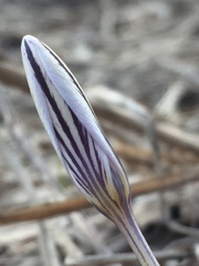 Crocus reticulatus