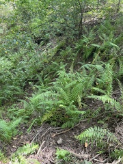 Homalosorus pycnocarpos