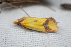 Agapeta zoegana
