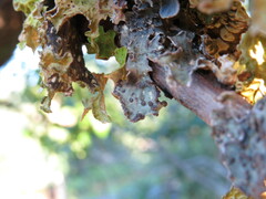 Lobarina scrobiculata