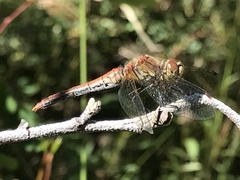 Sympetrum