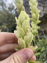Castilleja septentrionalis