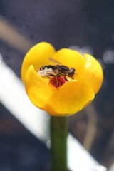 Parhelophilus