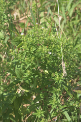 Symphyotrichum firmum
