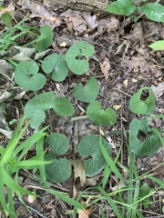 Asarum canadense