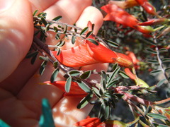 Lessertia frutescens