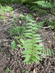 Homalosorus pycnocarpos