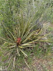 Yucca baccata