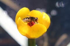 Parhelophilus
