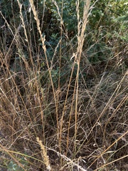Poaceae
